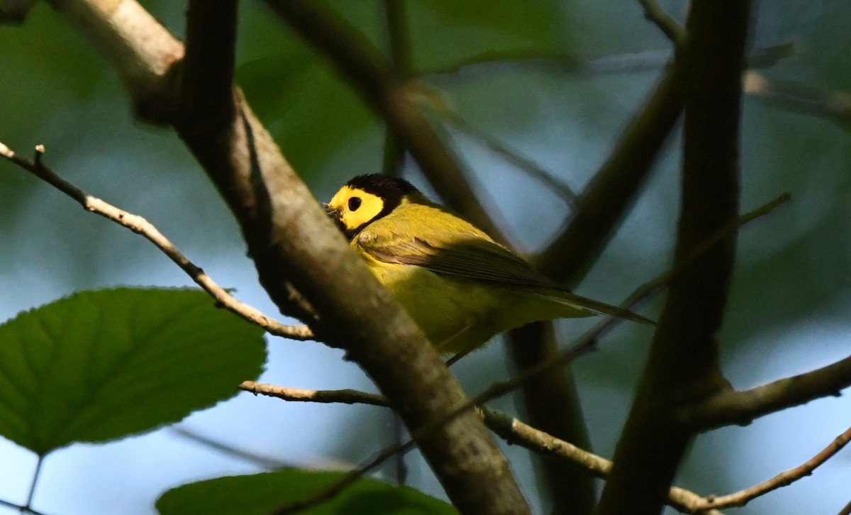 Hooded Warbler - ML618364872