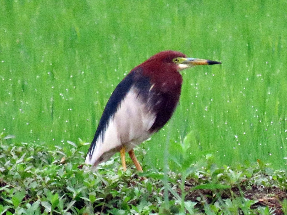 Chinese Pond-Heron - ML618364877