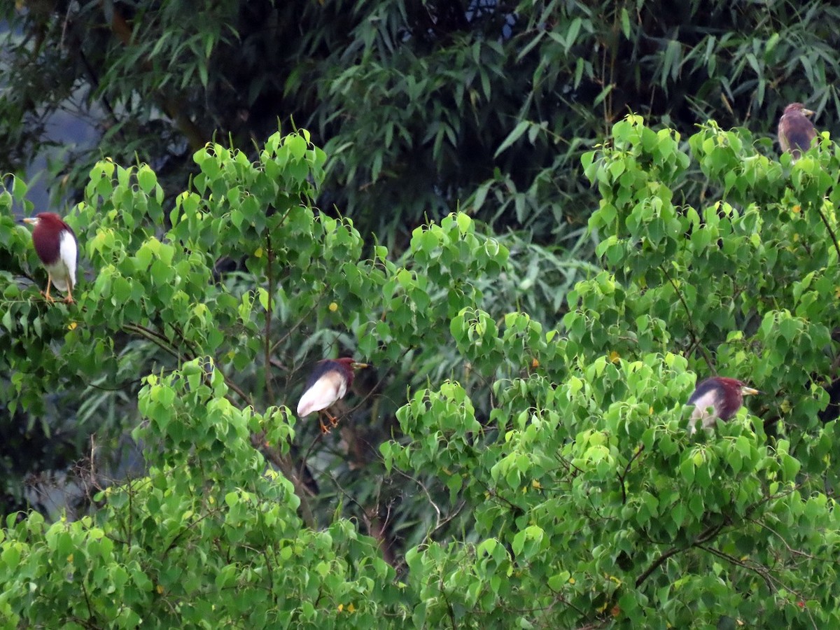 Chinese Pond-Heron - ML618364889