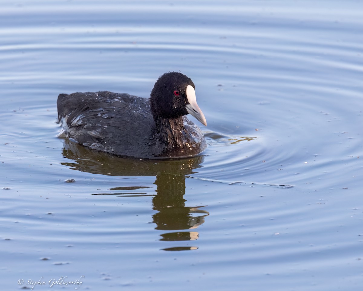 Eurasian Coot - ML618364918