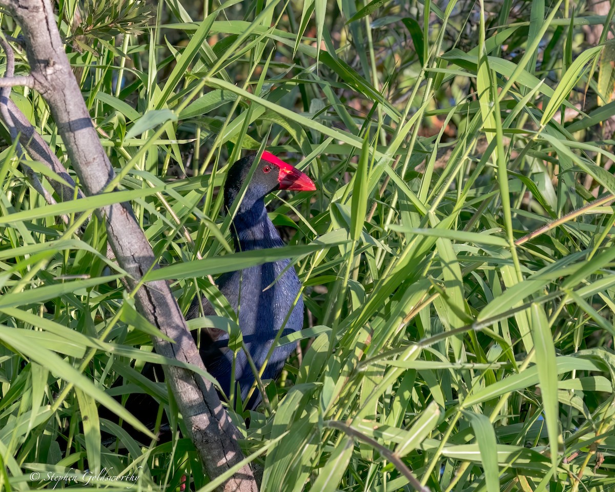 Australasian Swamphen - ML618364923