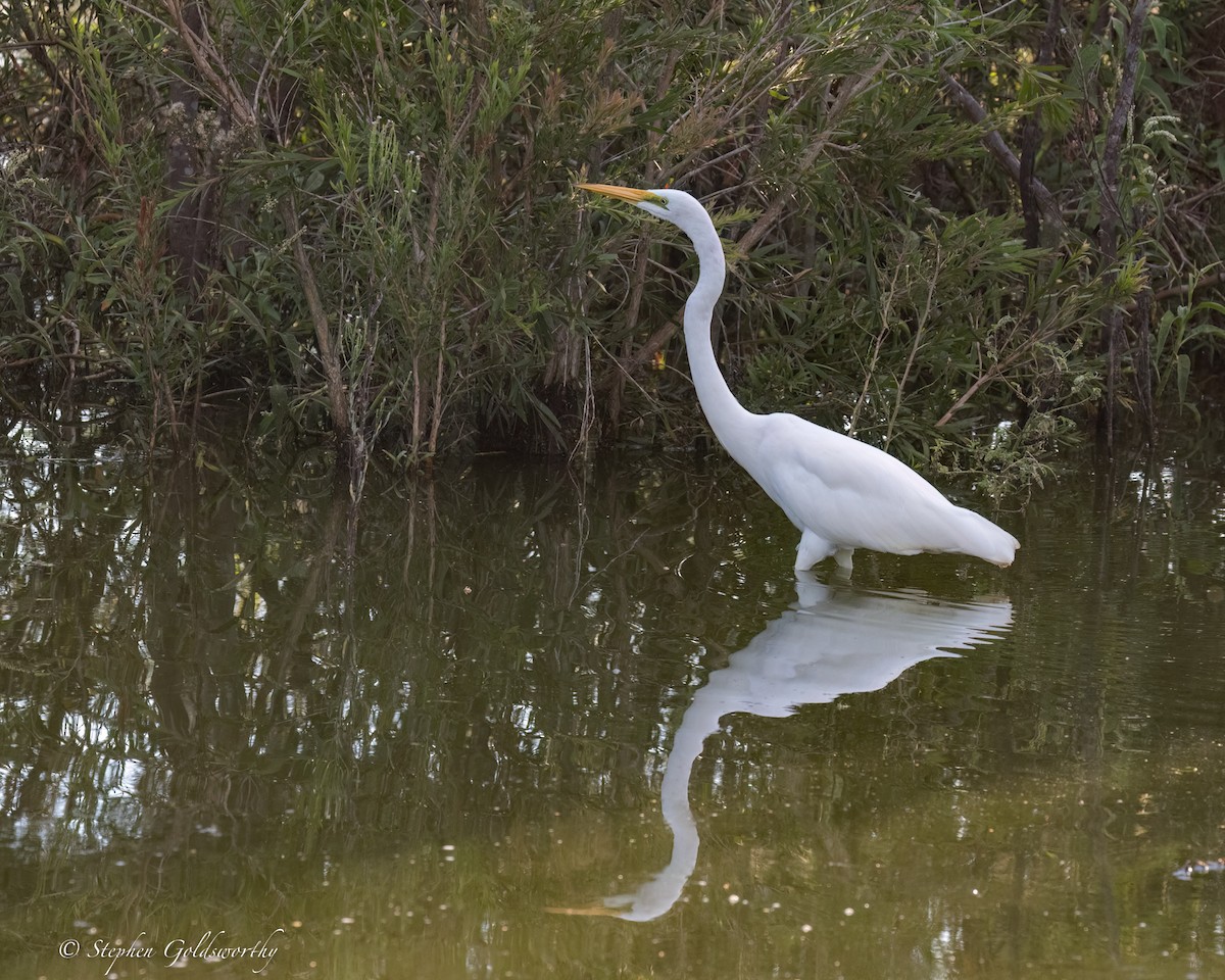 Great Egret - Stephen Goldsworthy