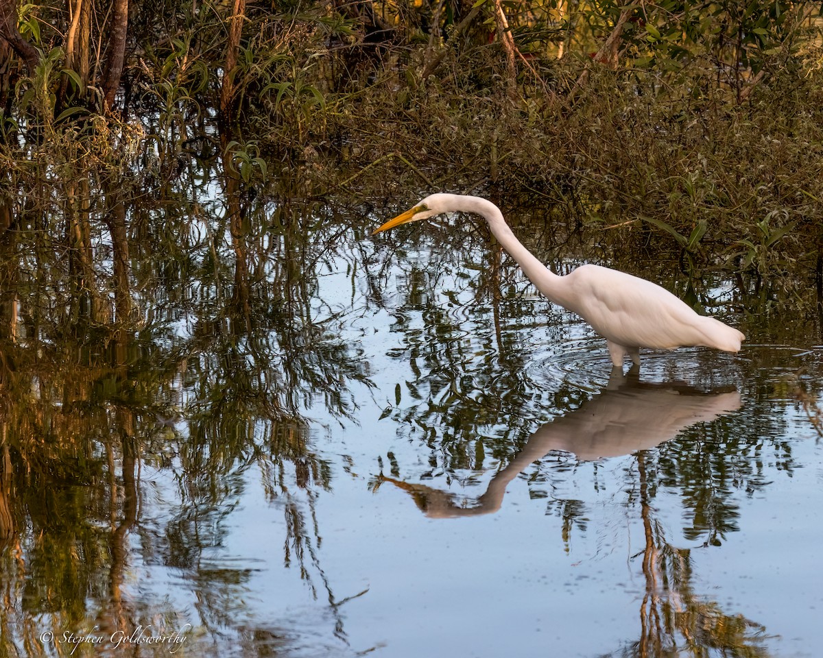 Great Egret - ML618364932