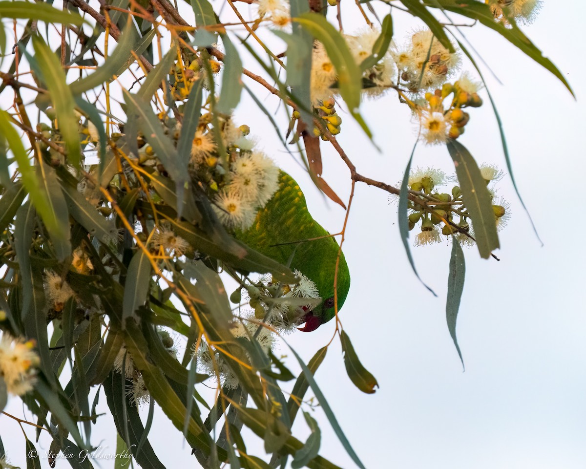 Scaly-breasted Lorikeet - Stephen Goldsworthy