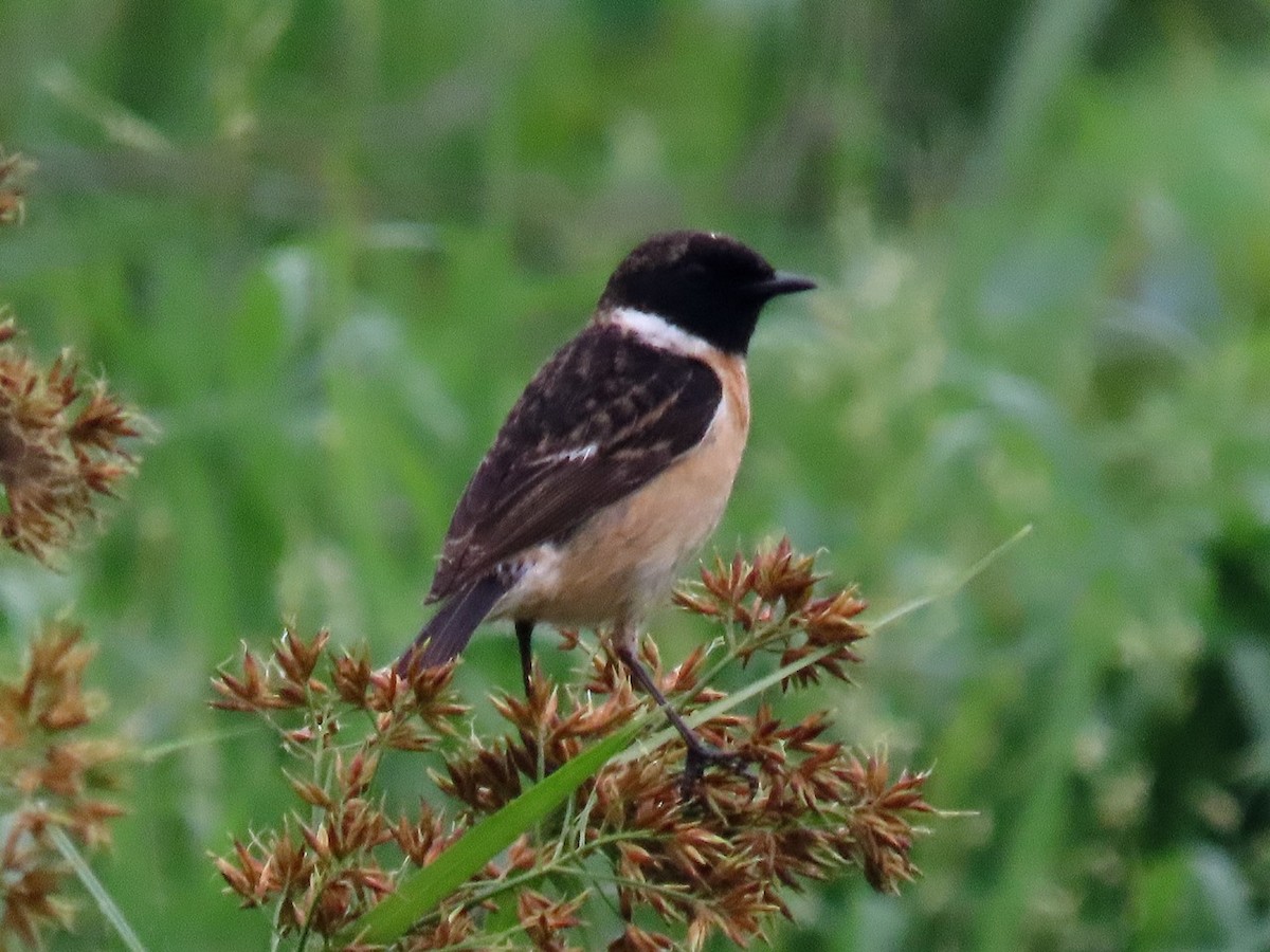 Amur Stonechat - 竹雞 劉