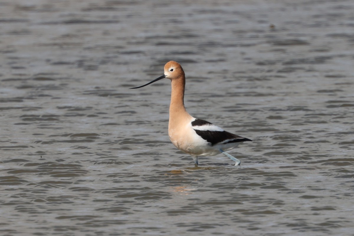 American Avocet - ML618364958