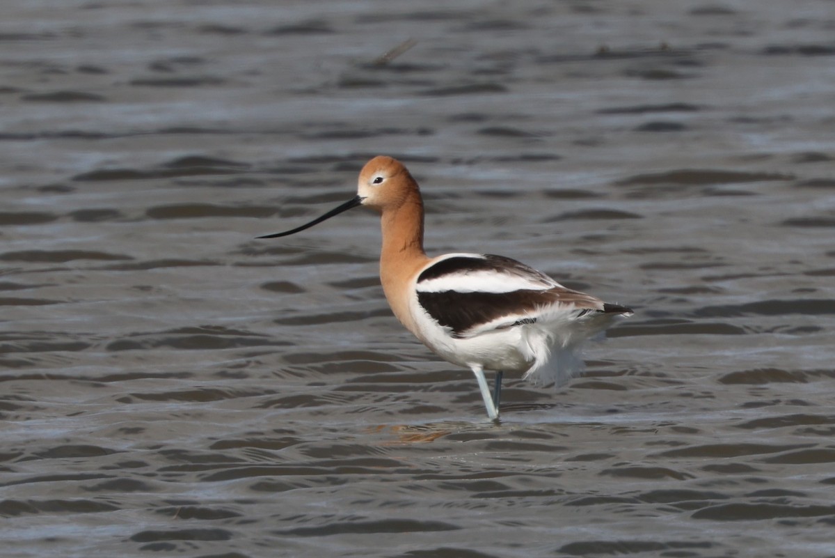 American Avocet - ML618364962