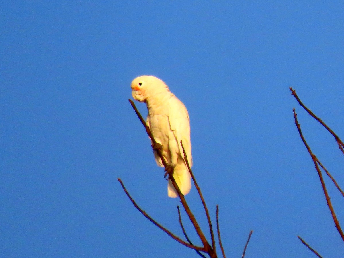 Tanimbar Corella - ML618364981