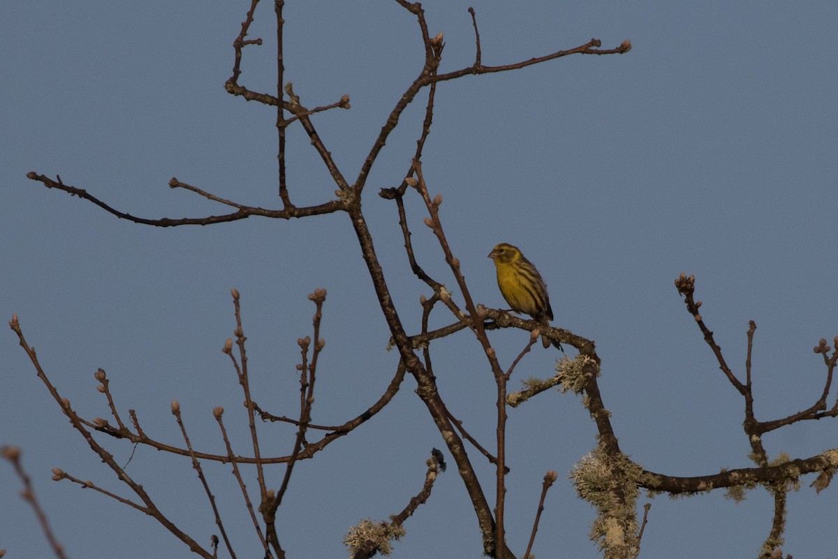 European Serin - ML618364993