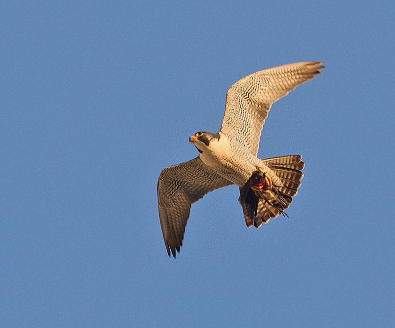 Peregrine Falcon - Wilson Hum