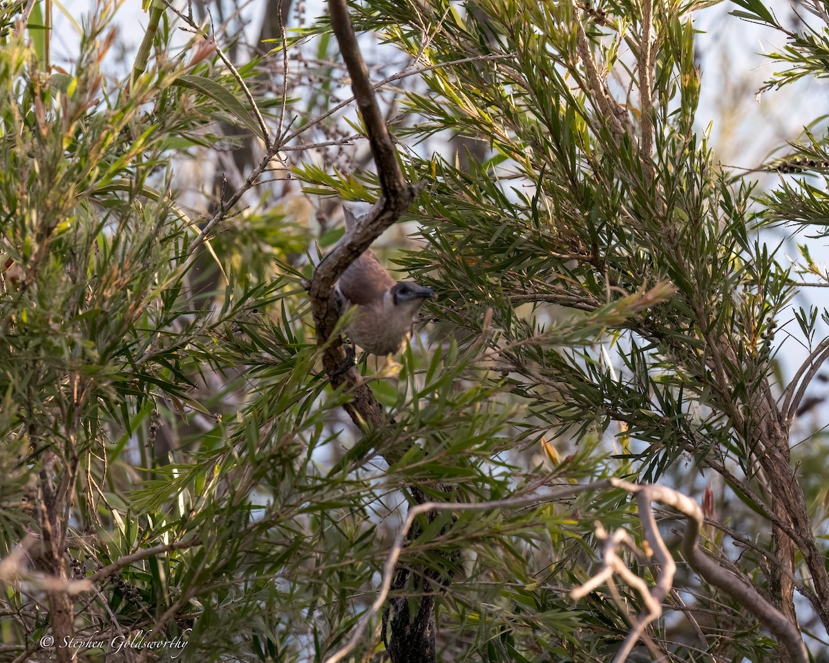 Little Friarbird - ML618365000