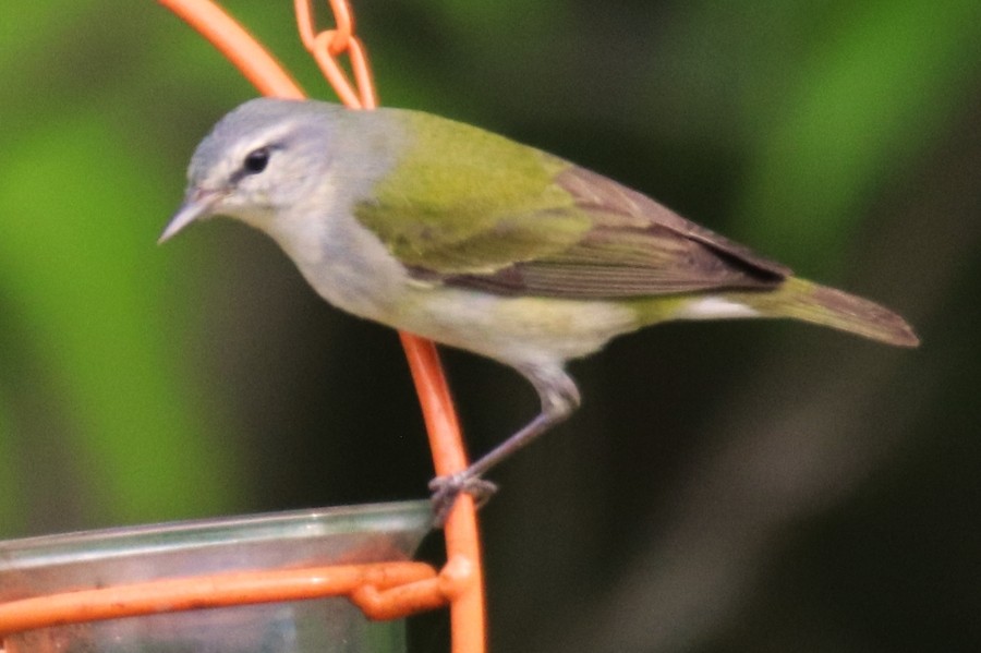 Tennessee Warbler - ML618365022