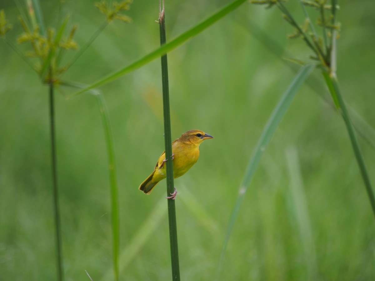 Taveta Golden-Weaver - ML618365034