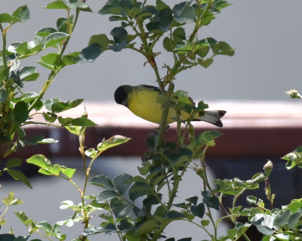 Lesser Goldfinch - Lynn Kohler