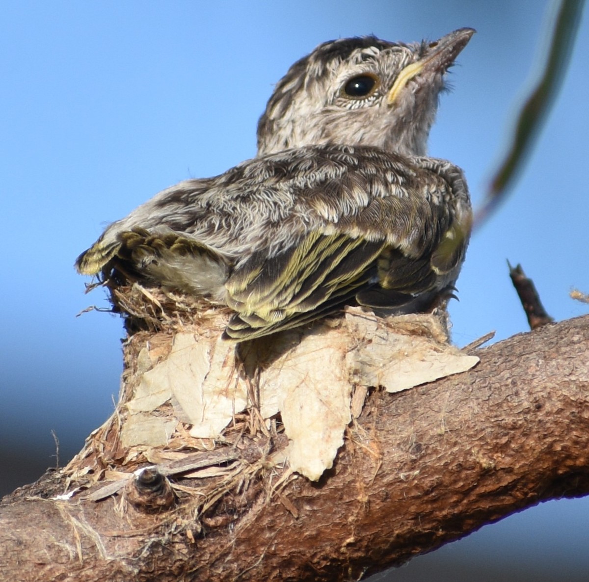 Lemon-bellied Flyrobin - ML618365045