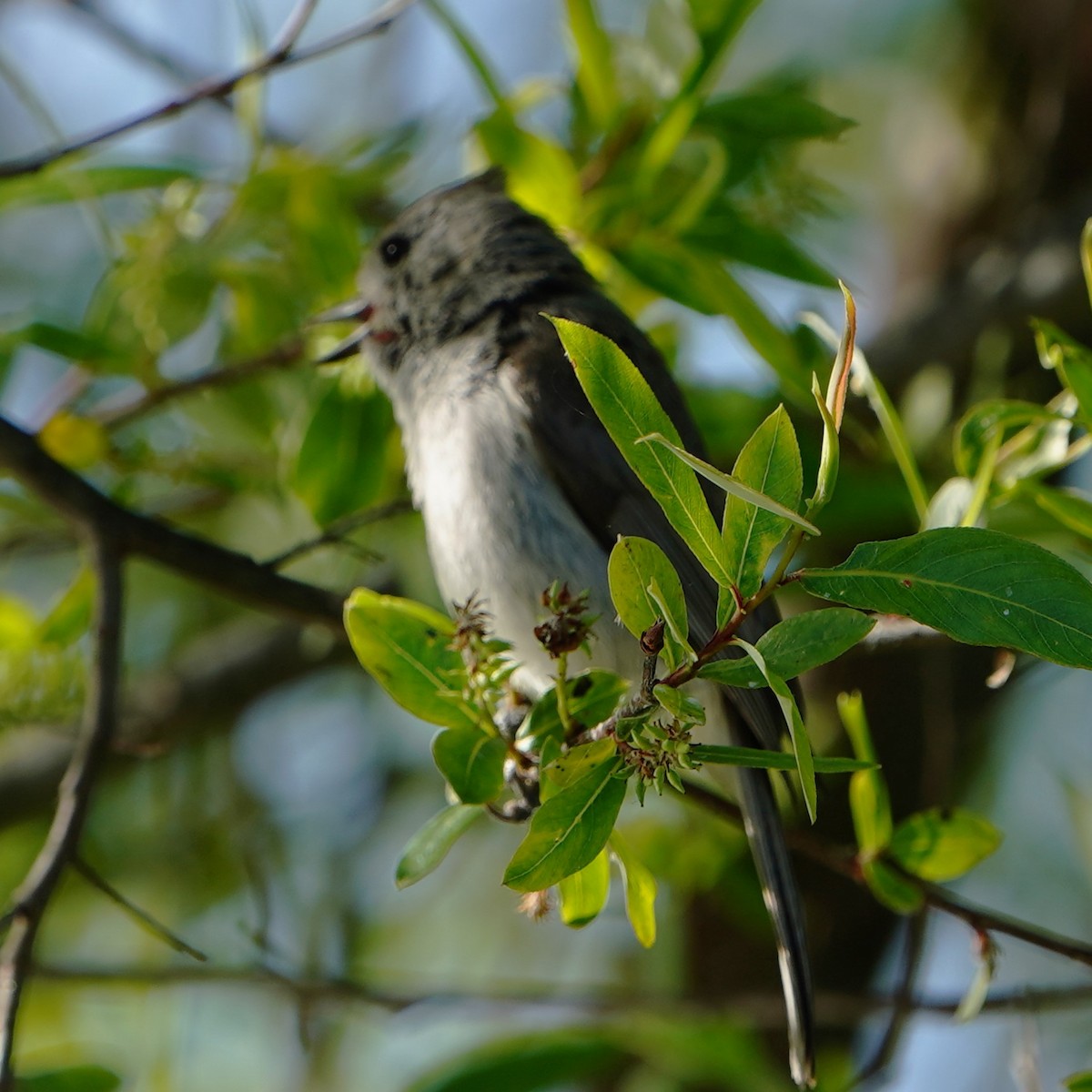 Oak Titmouse - ML618365061