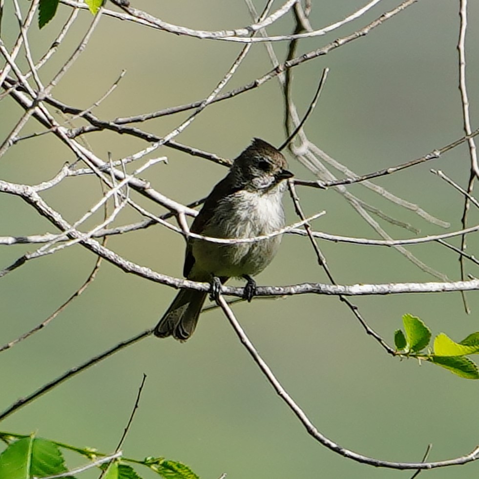 Oak Titmouse - ML618365062