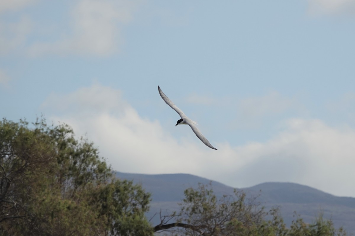 Gull-billed Tern - ML618365110