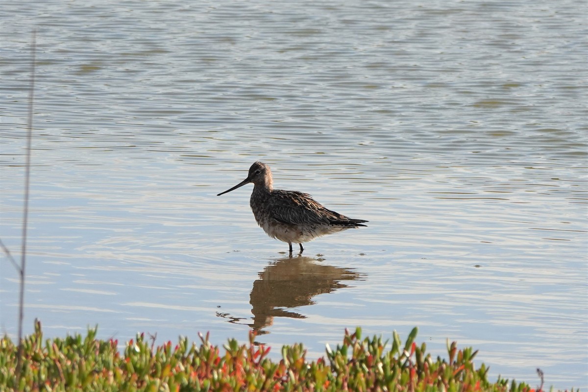 Bar-tailed Godwit - ML618365120