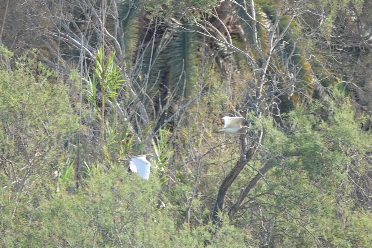 Squacco Heron - ML618365126
