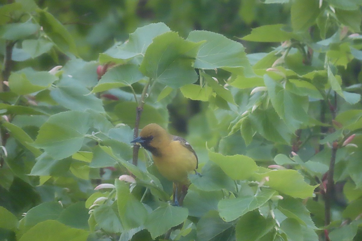 Orchard Oriole - Lea Shaw