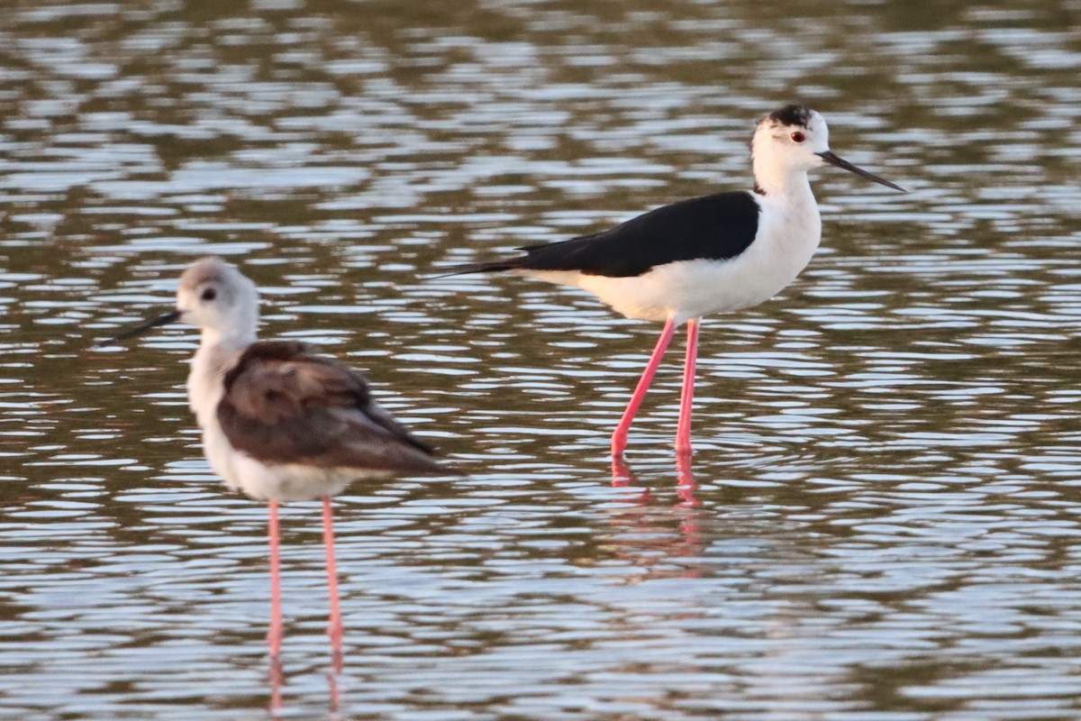 Pied Stilt - ML618365171