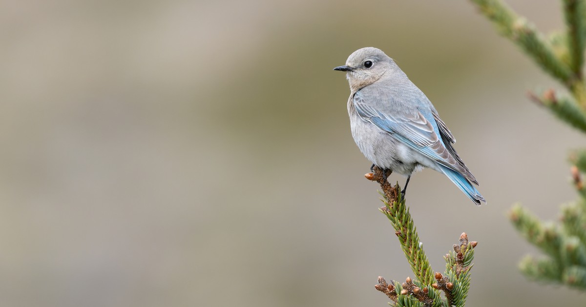 Mountain Bluebird - ML618365179