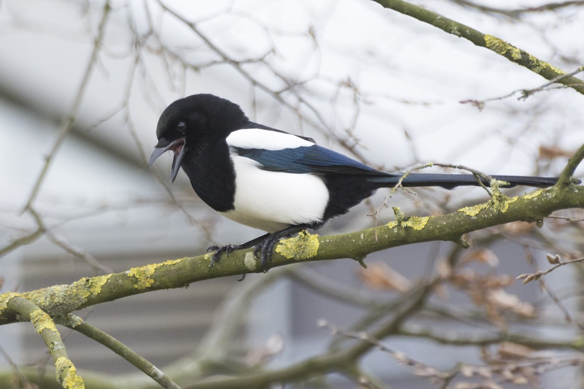 Eurasian Magpie - ML618365192