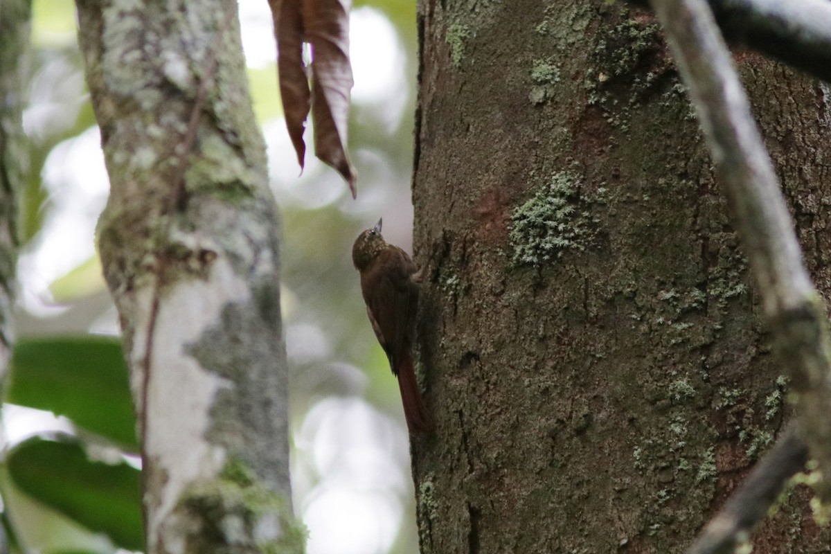 Wedge-billed Woodcreeper - ML618365215