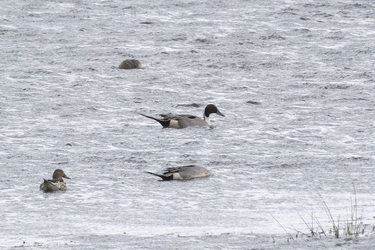 Northern Pintail - ML618365216