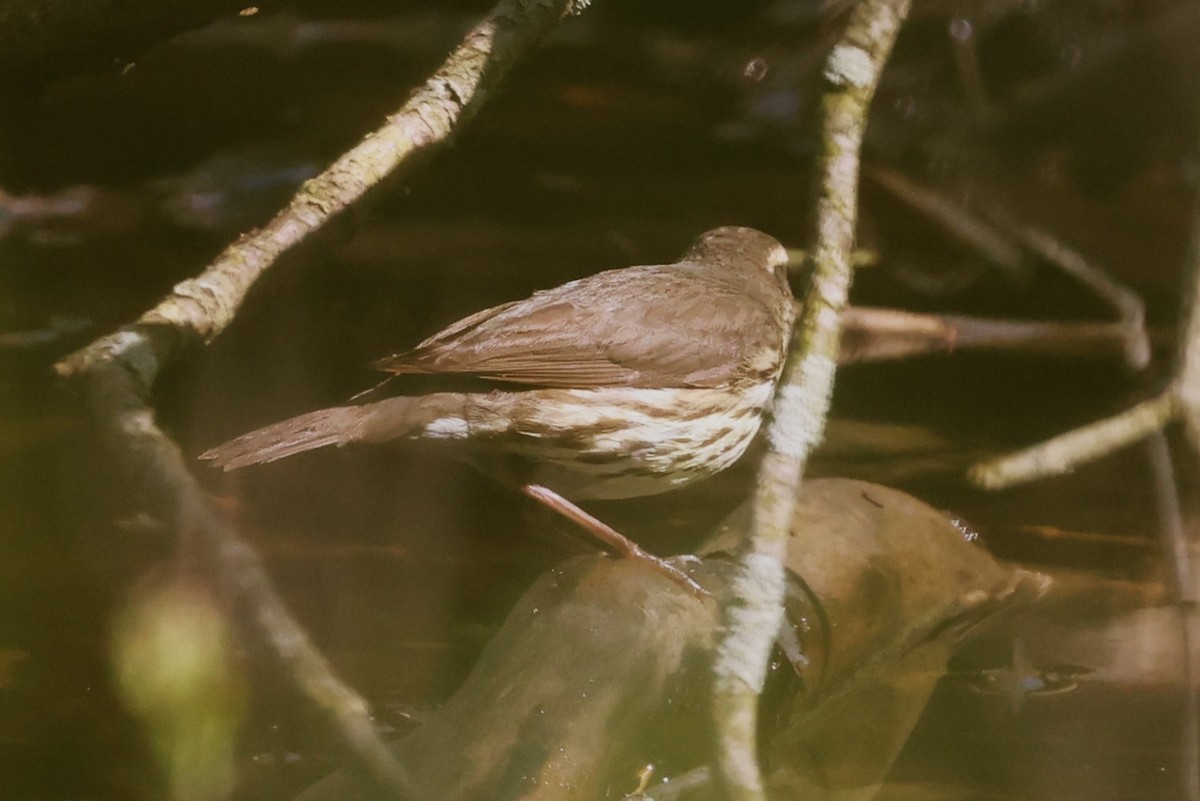 Northern Waterthrush - Peter Veighey