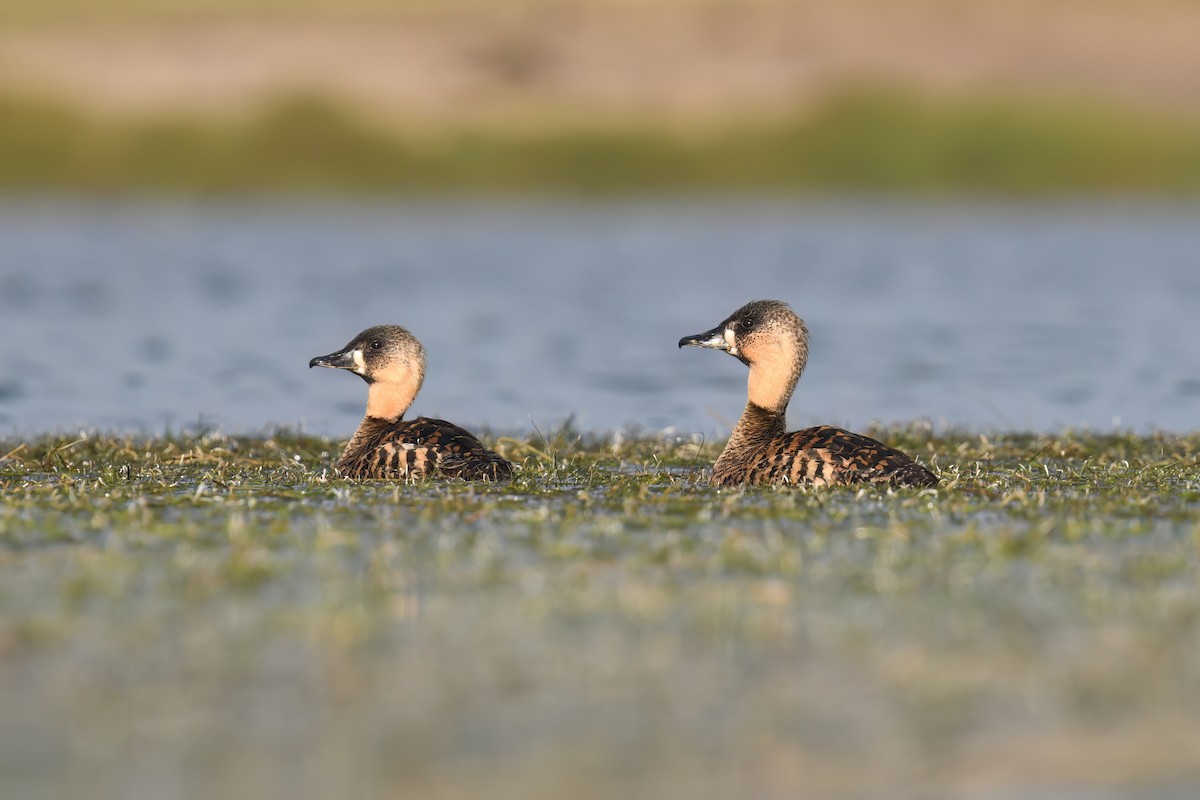 White-backed Duck - Regard Van Dyk