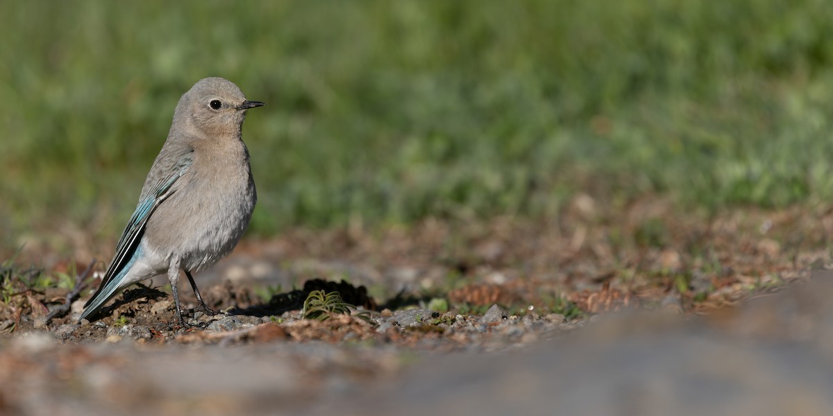 Mountain Bluebird - ML618365257