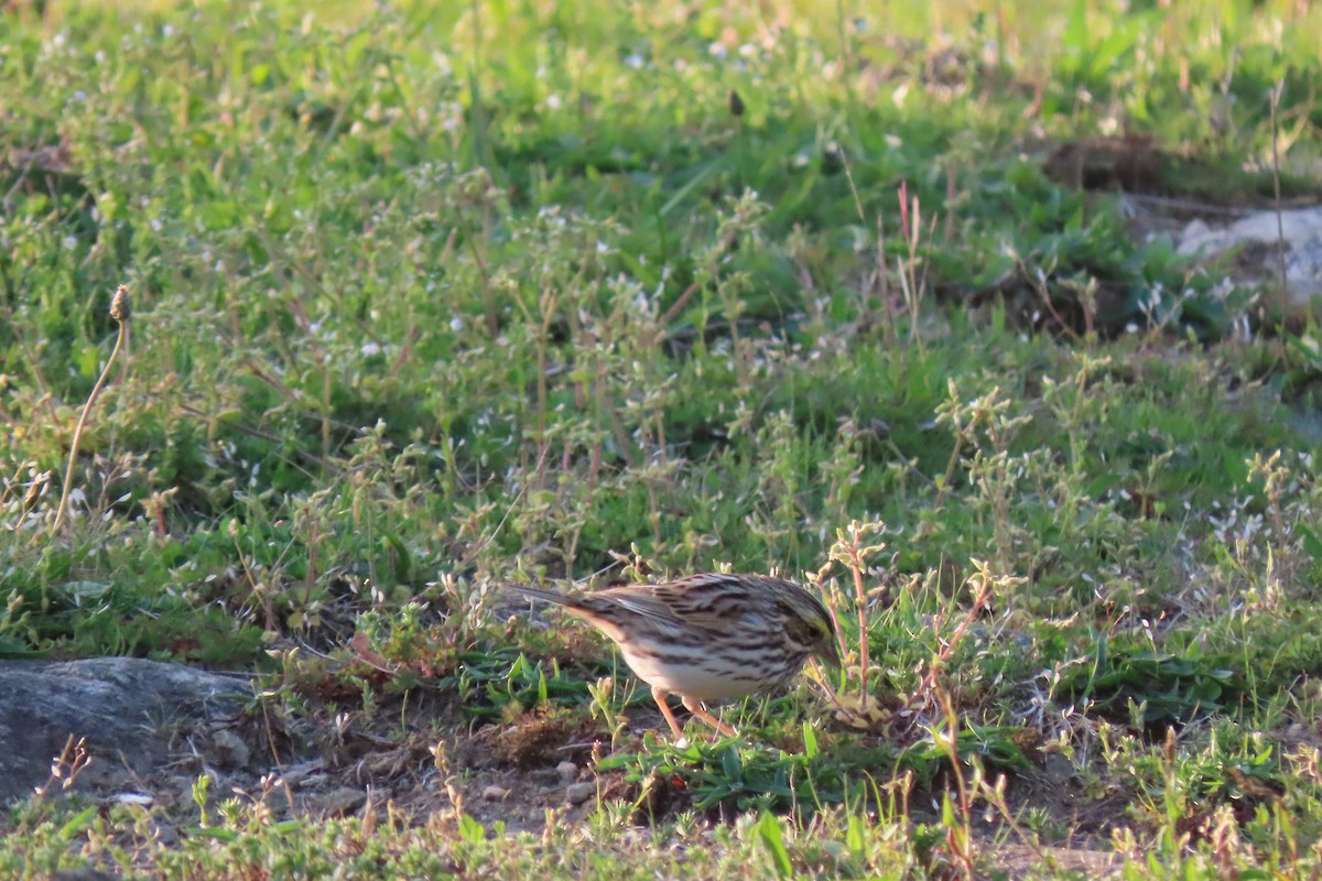 Savannah Sparrow - ML618365280