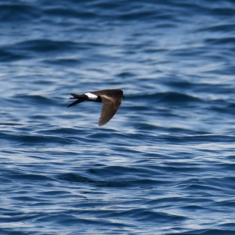 Wilson's Storm-Petrel - ML618365284