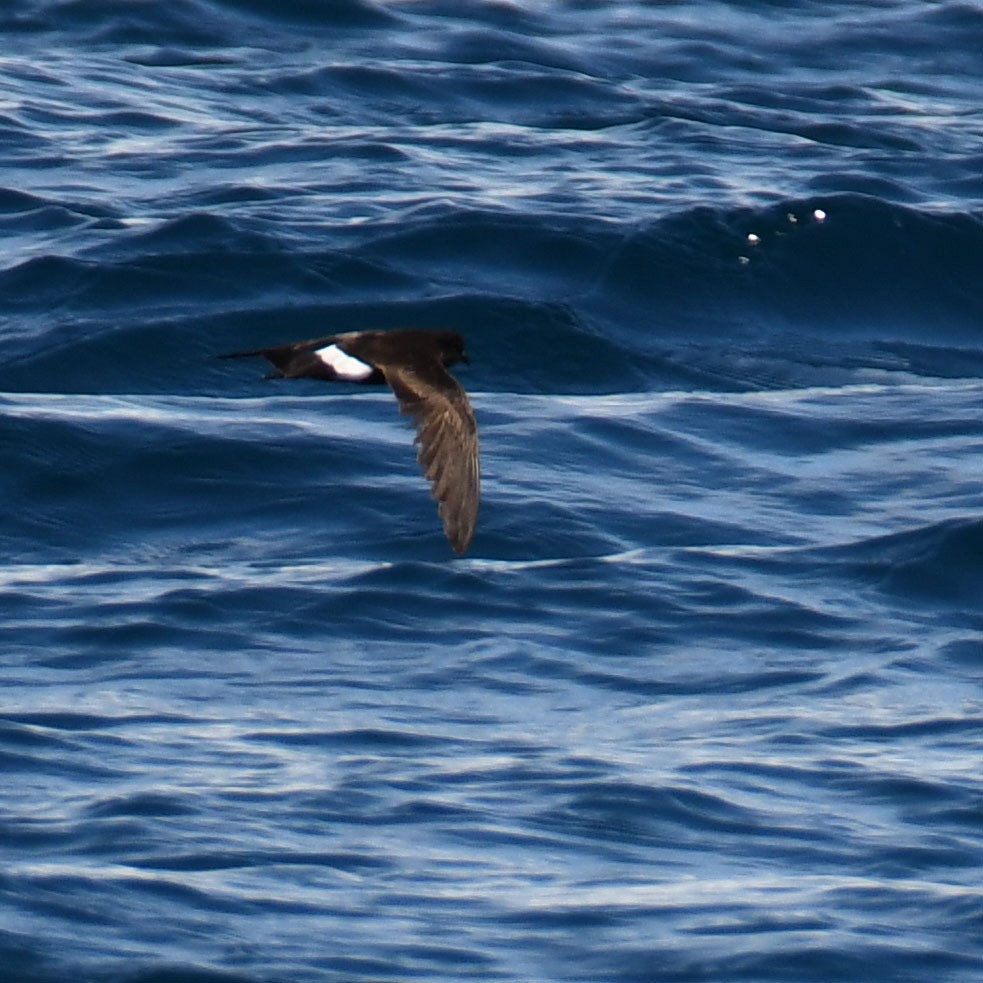 Wilson's Storm-Petrel - Ricard Gutiérrez