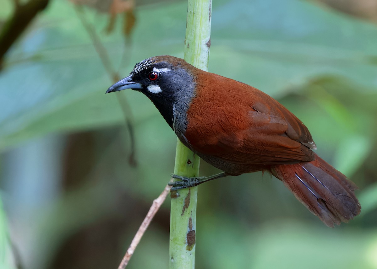 Black-throated Babbler - ML618365304