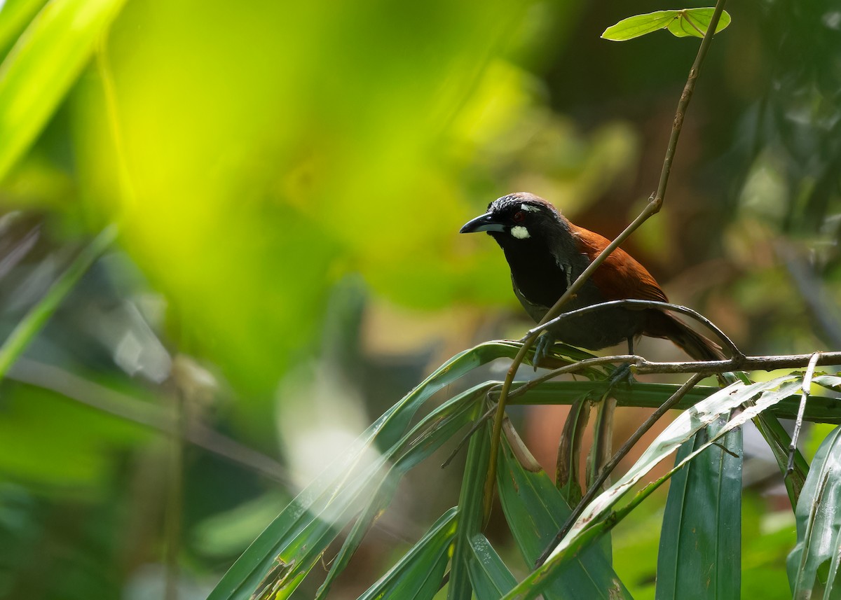 Black-throated Babbler - ML618365305