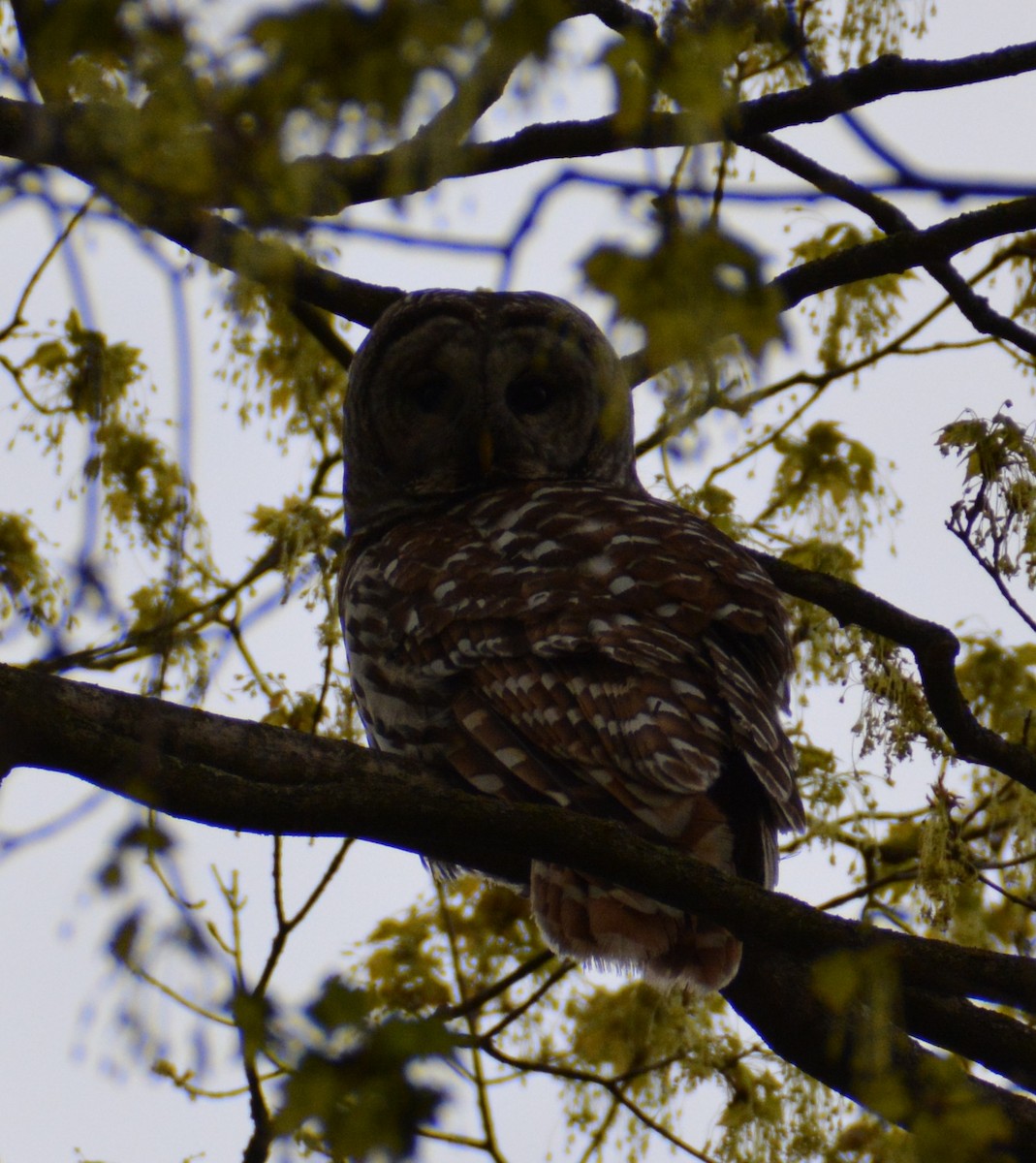 Barred Owl - ML618365332