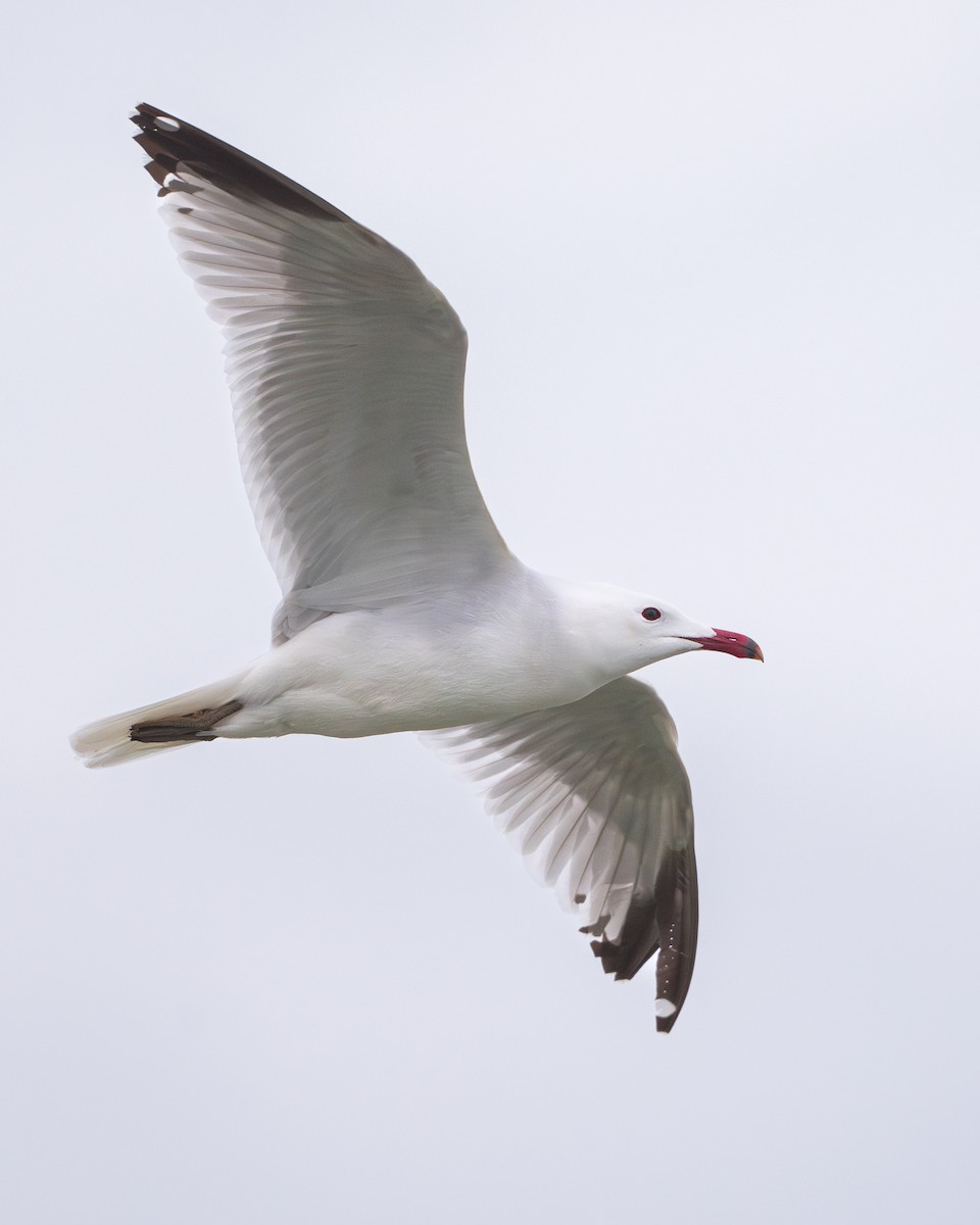 Gaviota de Audouin - ML618365335