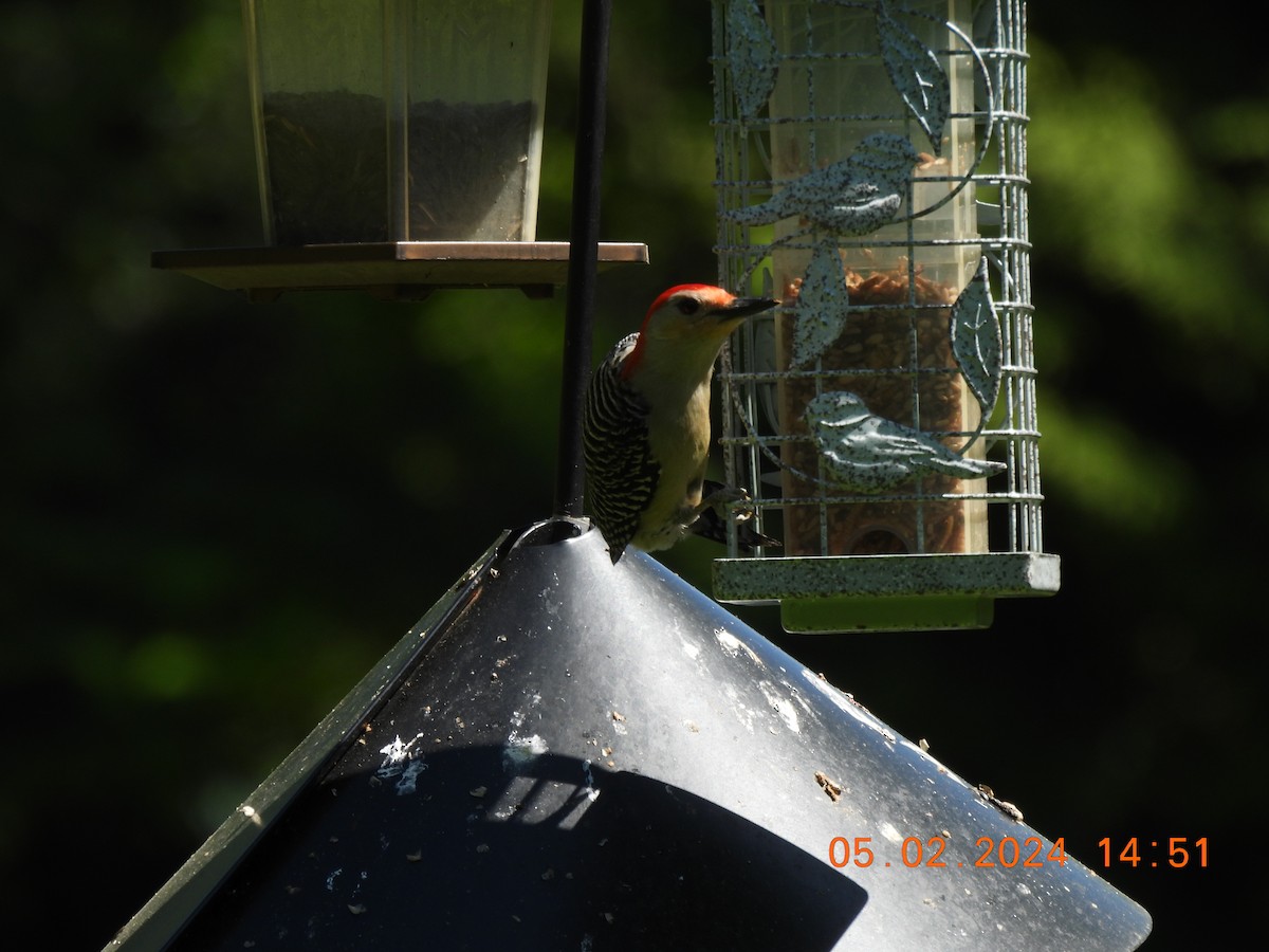 Red-bellied Woodpecker - ML618365363