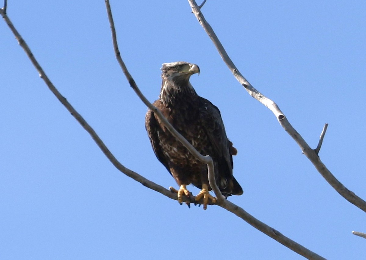 Bald Eagle - Peter Veighey