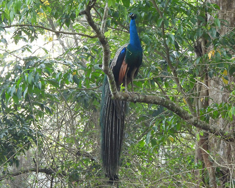 Indian Peafowl - ML618365402