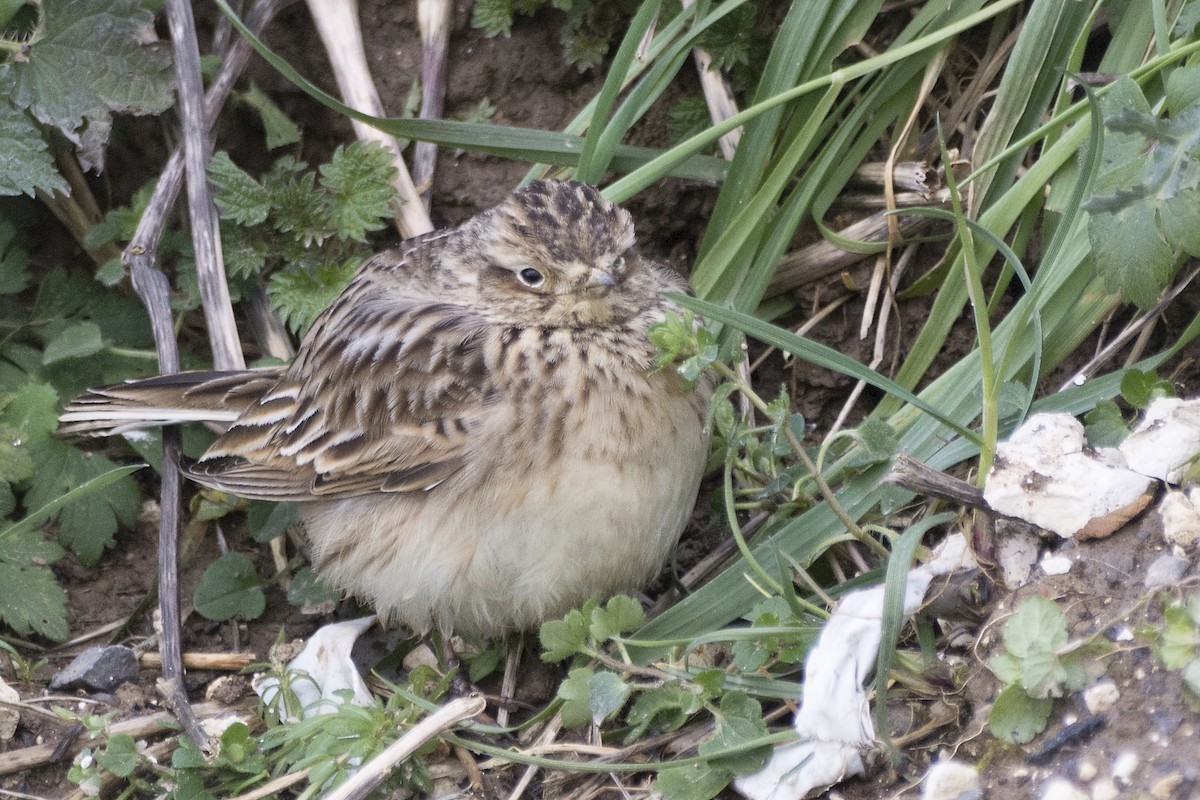 Eurasian Skylark - ML618365432