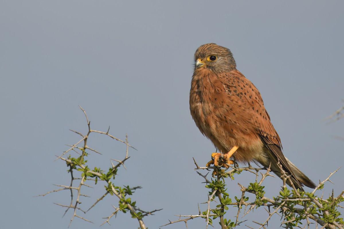 Rock Kestrel - Regard Van Dyk