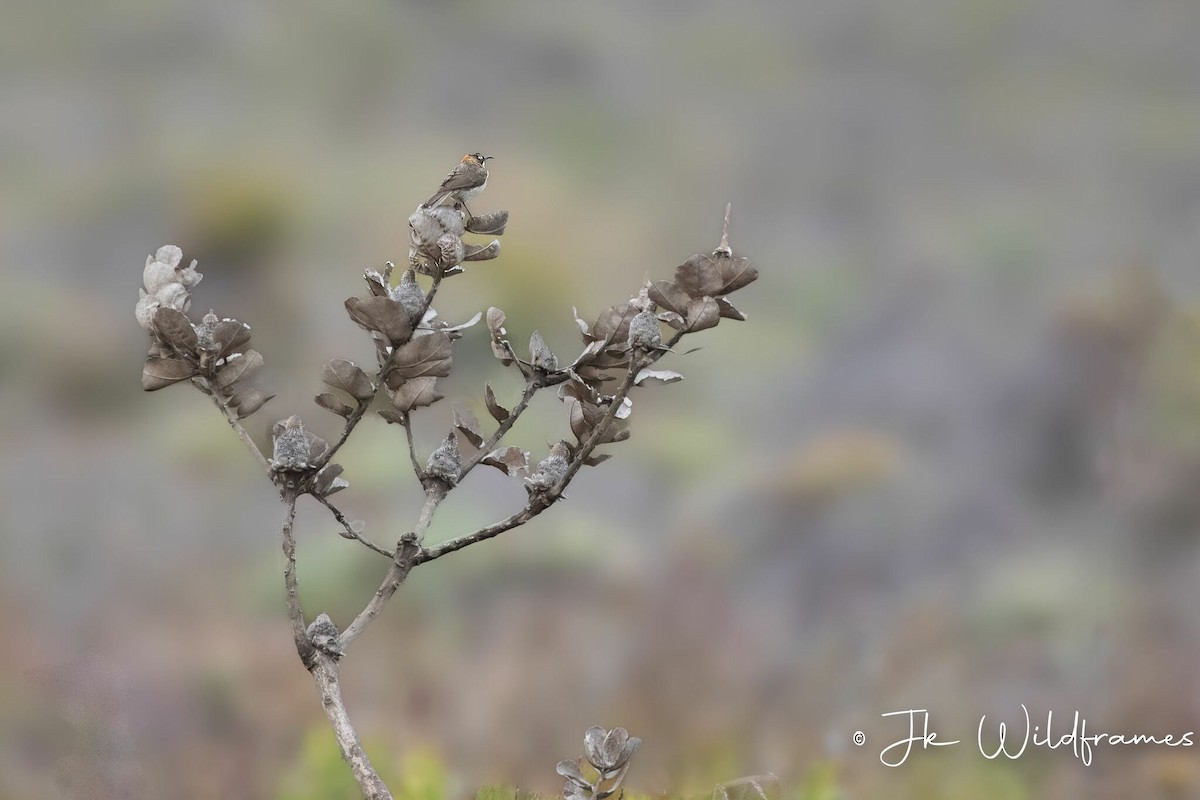 Western Spinebill - ML618365501