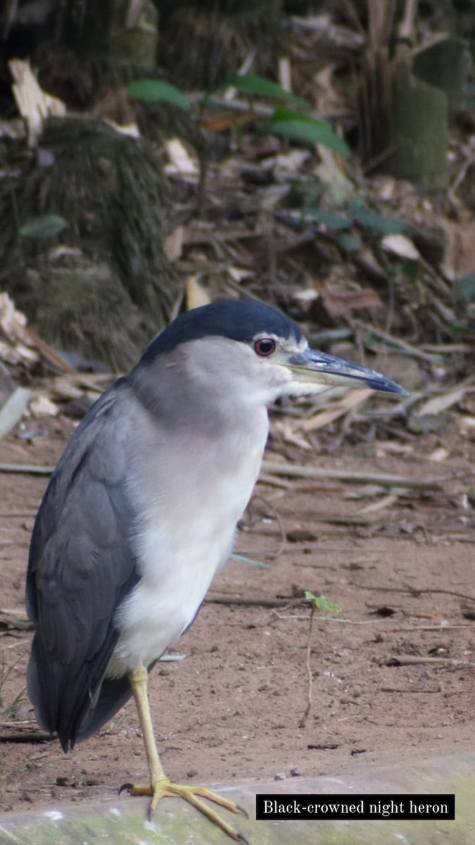 Black-crowned Night Heron - ML618365517