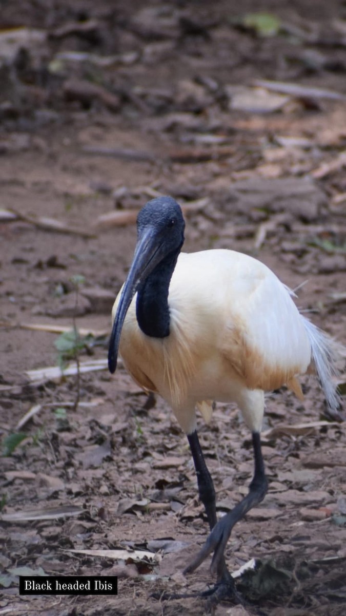 ibis černohlavý - ML618365522