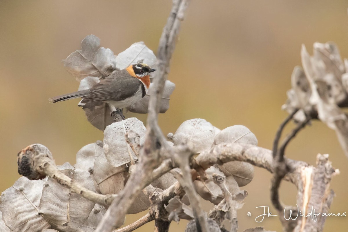 Western Spinebill - ML618365532