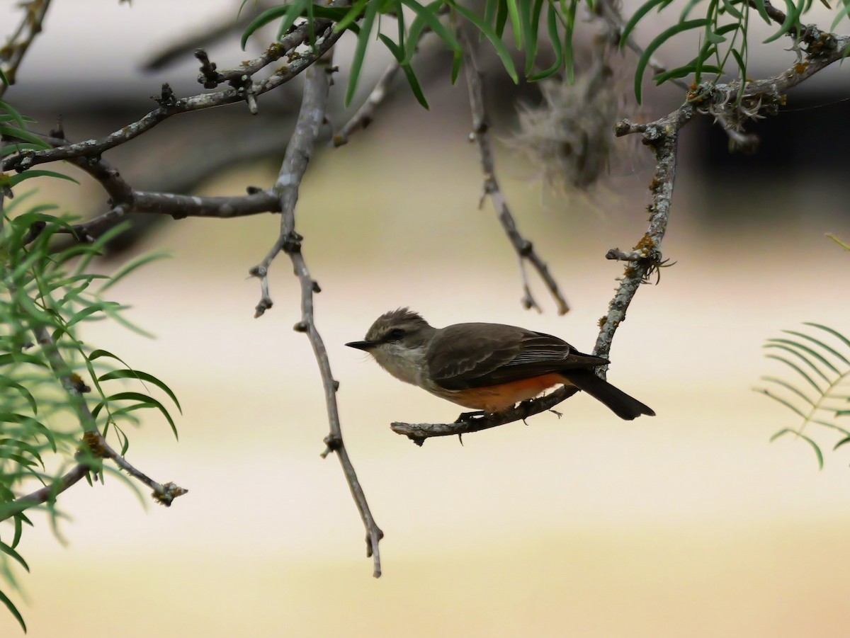 Vermilion Flycatcher - ML618365569